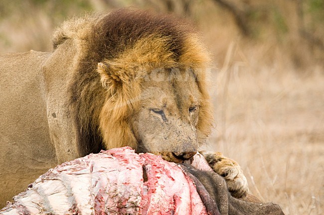 Mannetje Afrikaanse Leeuw etend van prooi; Male African Lion feeding on prey stock-image by Agami/Marc Guyt,