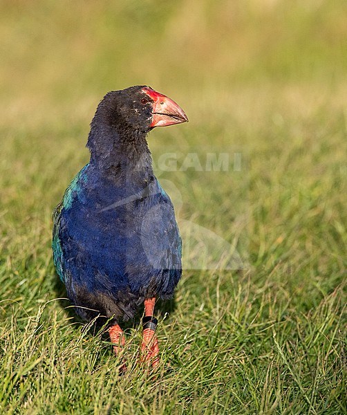 South Island Takahe (Porphyrio hochstetteri) an endangered flightless bird endemic to New Zealand, in Tawharanui Regional Park, North Island, New Zealand. Standing in grass. stock-image by Agami/Marc Guyt,