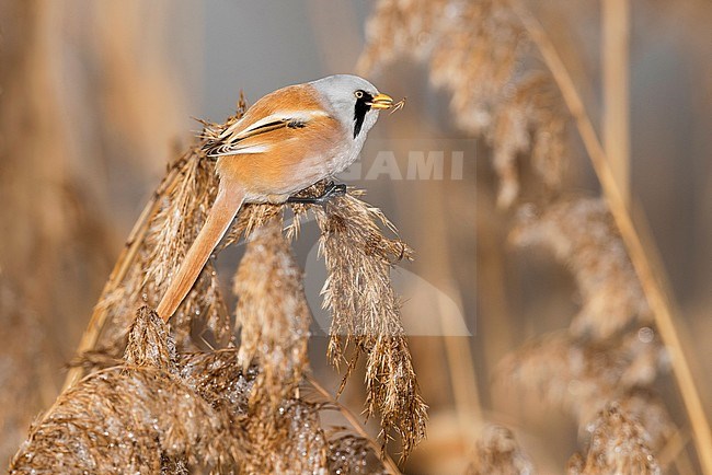 Male Bearded Reedling foraging in a reedbed. stock-image by Agami/Alain Ghignone,