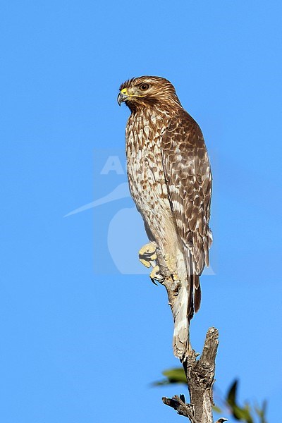 Immature Red-shouldered Hawk (Buteo lineatus) sitting on a branch in Riverside County, California, USA. stock-image by Agami/Brian E Small,