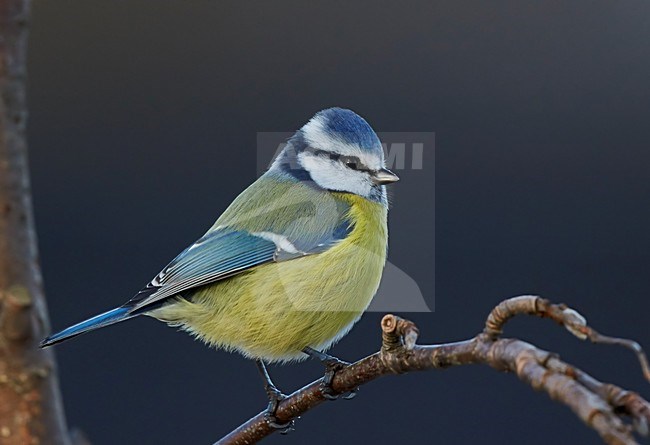 Pimpelmees zittend op tak, Blue Tit perched on branch stock-image by Agami/Markus Varesvuo,