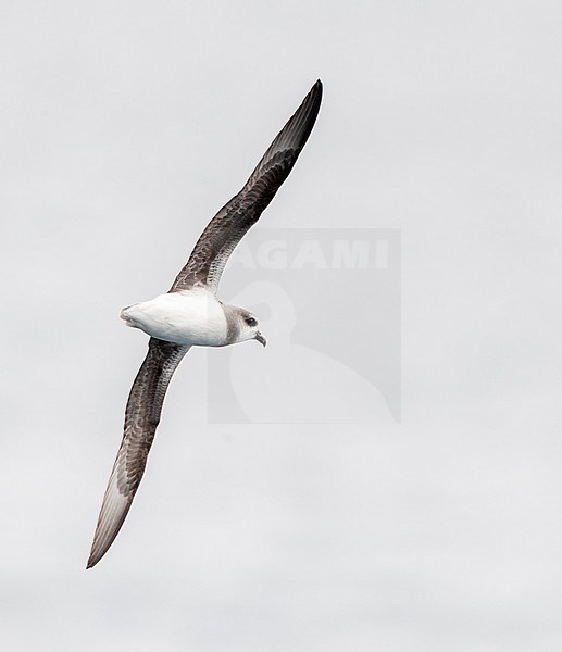 Soft-plumaged Petrel (Pterodroma mollis) in flight over subantarctic waters of New Zealand. Banking away, seen from the side, showing under wing pattern. stock-image by Agami/Marc Guyt,