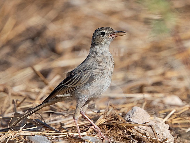 Long-billed Pipit (Anthus similis) in Oman. stock-image by Agami/Tomi Muukkonen,