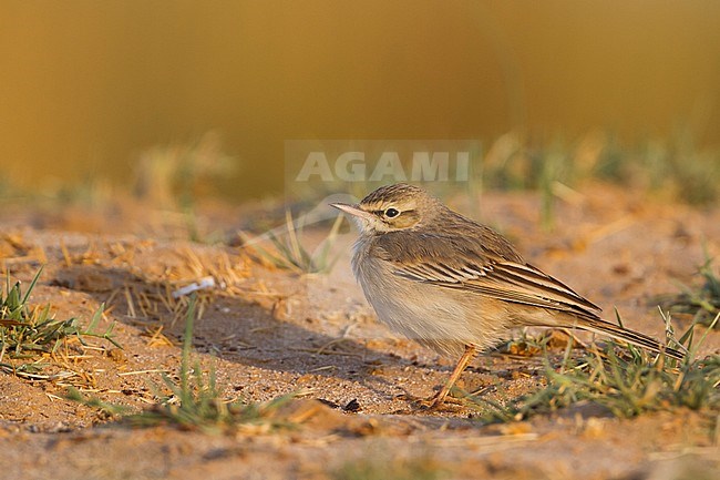 Tawny Pipit - Brachpieper - Anthus campestris, Oman stock-image by Agami/Ralph Martin,