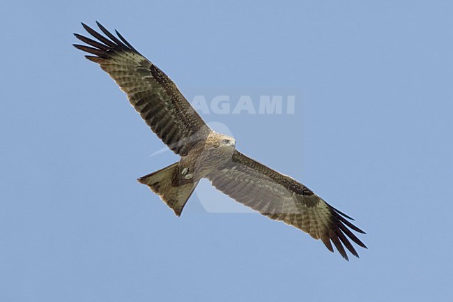 Black Kite flying; Zwarte Wouw vliegend stock-image by Agami/Daniele Occhiato,