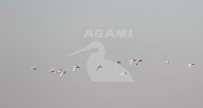 Whooper Swan, Wilde Zwaan, Cygnus cygnus, France, adult with 2nd cy stock-image by Agami/Ralph Martin,