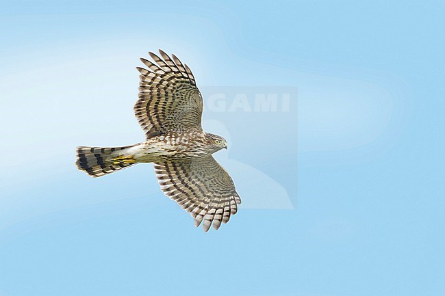 First-winter Sharp-shinned Hawk (Accipiter striatus) in flight against a blue sky as background in Chambers County, Texas, USA, during autumn migration. stock-image by Agami/Brian E Small,