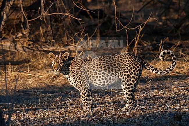 Portrait of a leopard, Panthera pardus. Okavango Delta, Botswana. stock-image by Agami/Sergio Pitamitz,