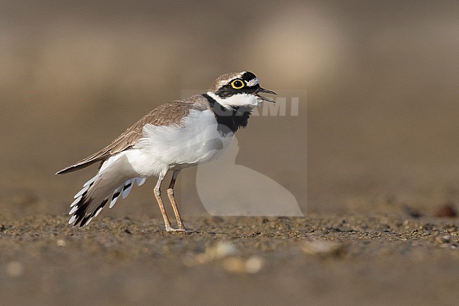 Little Ringed Plover (Charadrius dubius), side view of an adult male displaying, Campania, Italy stock-image by Agami/Saverio Gatto,