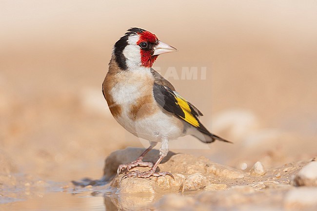 European Goldfinch, Putter,  Carduelis carduelis ssp. balcanica, Croatia, adult male stock-image by Agami/Ralph Martin,