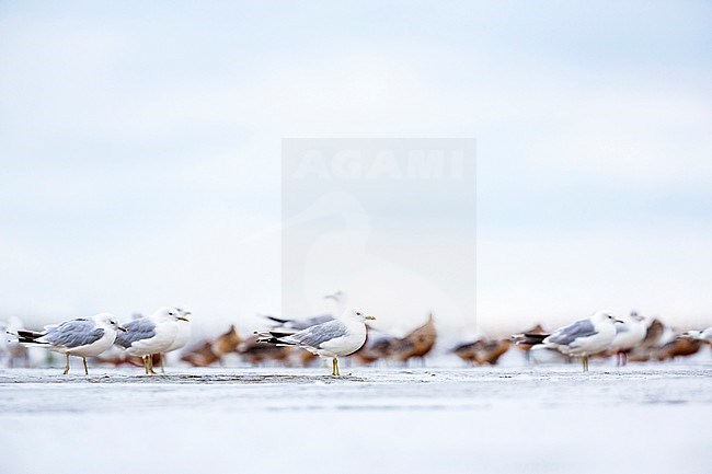 Common Gull, Red Knot and Bar-tailed godwit in the German Wadden Sea. stock-image by Agami/Ralph Martin,