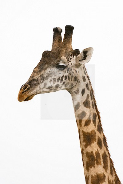 Masai giraffe,  Giraffa Camelopardalis Tippelskirchi, Masai Mara National Reserve, Kenya. Kenya. stock-image by Agami/Sergio Pitamitz,