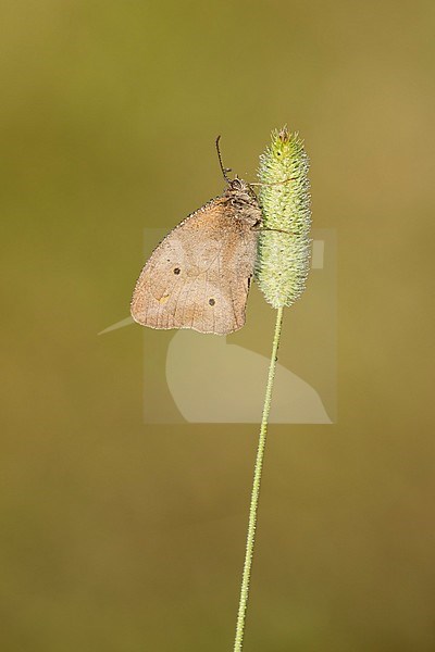 bruin zandoogje; meadow brown; stock-image by Agami/Walter Soestbergen,