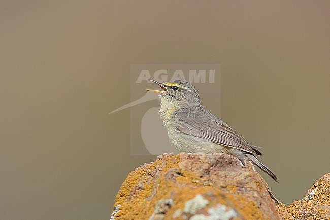 An adult singing male Sulphur-bellied Warbler (Phylloscopus griseolus) perching on a rock with liches in Yolin Am in eastern Altai Mountains in Mongolia stock-image by Agami/Mathias Putze,