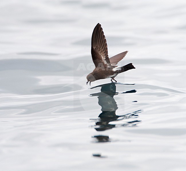 Sierlijk stormvogeltje, Elliot's Storm-Petrel, Oceanites gracili stock-image by Agami/Marc Guyt,
