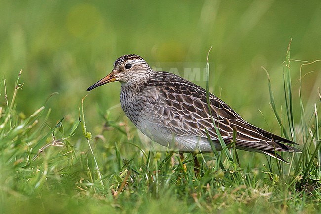 Gestreepte Strandloper staand in moeras; Pectoral Sandpiper perched in marsh stock-image by Agami/Daniele Occhiato,