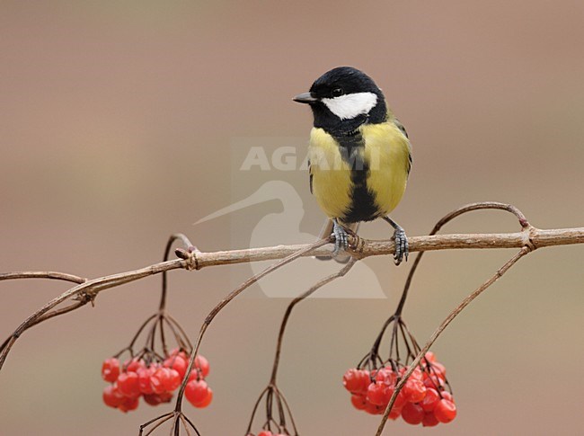 Great Tit adult perched on a branch; Koolmees volwassen zittend op een tak stock-image by Agami/Reint Jakob Schut,