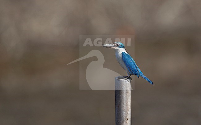 Collared Kingfisher (Todiramphus chloris armstrongi) perched on a pipe at Khok Kham, Thailand stock-image by Agami/Helge Sorensen,