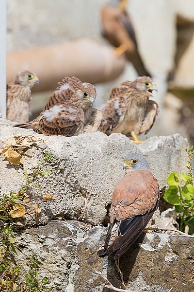 Lesser Kestrel (Falco naumanni), immature male standing on a rock in Matera with three chicks in the background stock-image by Agami/Saverio Gatto,