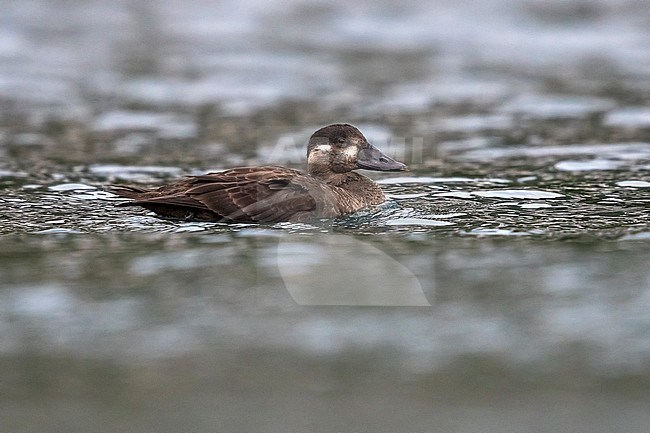 Immature Surf Scoter swimming in new harbor of Corvo, Azores. October 16, 2017. stock-image by Agami/Vincent Legrand,