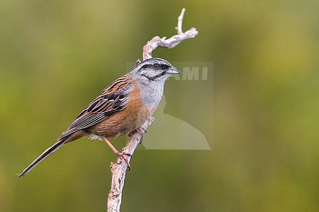 Volwassen mannetje Grijze Gors; Adult male Rock Bunting stock-image by Agami/Daniele Occhiato,