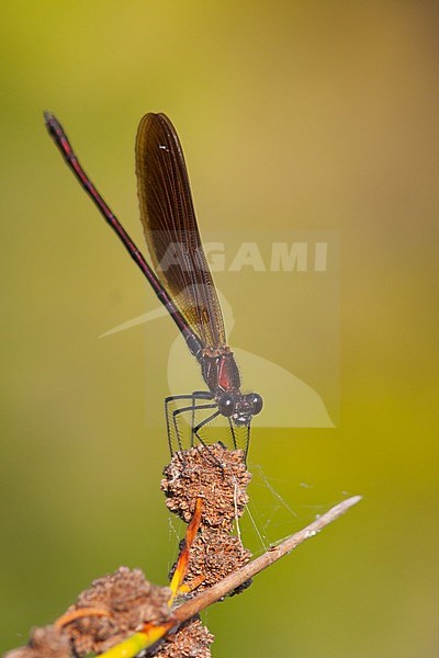 Calopteryx haemorrhoidalis - Copper Demoiselle - Rote Prachtlibelle, France (Provence), imago stock-image by Agami/Ralph Martin,