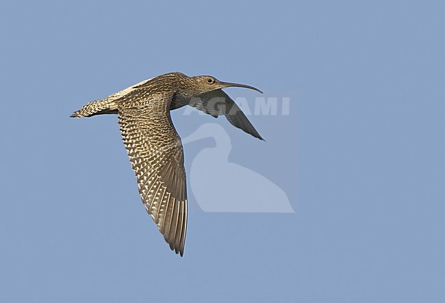 Eurasian Curlew flying; Wulp vliegend stock-image by Agami/Jari Peltomäki,