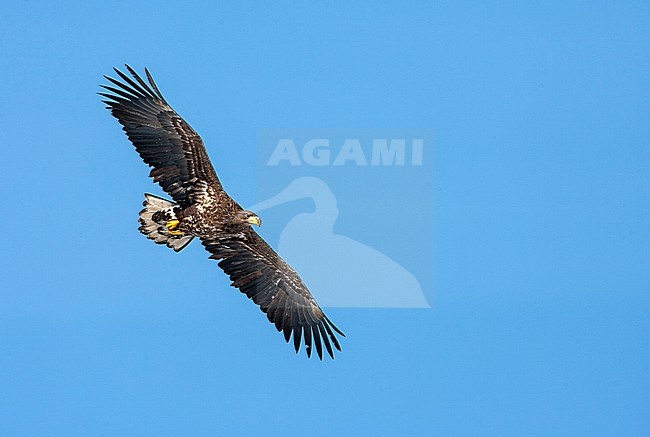 Immature White-tailed Eagle (Haliaeetus albicilla) wintering on the island Hokkaido in northern Japan. Gilding past against a blue sky as background. stock-image by Agami/Marc Guyt,