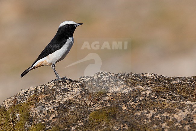 Arabian Wheatear (Oenanthe lugentoides), Adult male standing on a rock, Wadi Darbat, Dhofar, Oman stock-image by Agami/Saverio Gatto,