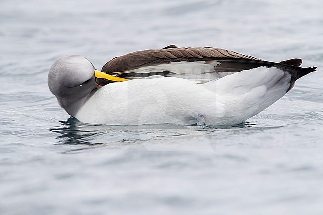 Adult Northern Buller's Albatross (Thalassarche bulleri platei) swimming on the ocean off Chatham Islands, New Zealand. Preening its feathers. stock-image by Agami/Marc Guyt,