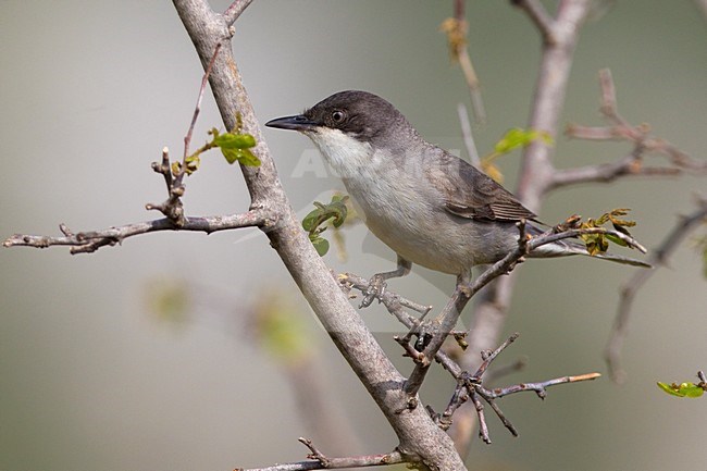 Orpheusgrasmus zittend op tak; Eastern Orphean Warbler perched on branch stock-image by Agami/Daniele Occhiato,