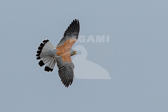 Male Lesser Kestrel (Falco naumanni) in flight against blue sky. stock-image by Agami/Dubi Shapiro,