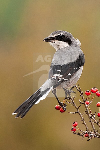 Iberian Grey Shrike, berische Klapekster, Lanius meridionalis stock-image by Agami/Oscar Díez,