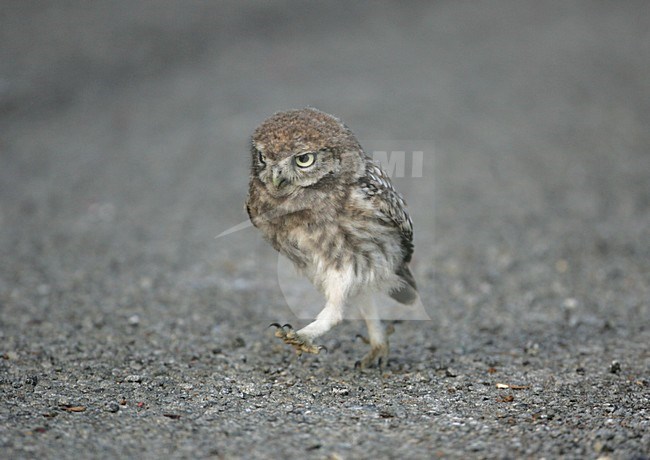 Little owl juvenile running in road, Steenuil juveniel de weg oplopend stock-image by Agami/Bill Baston,