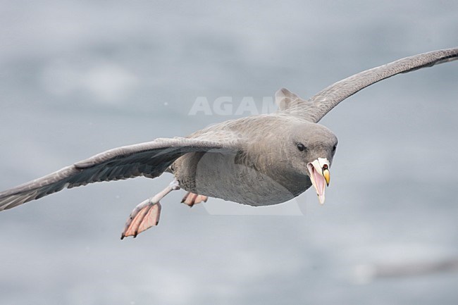 Pacifische Stormvogel in vlucht; Pacific Norhtern Fulmar in flight stock-image by Agami/Martijn Verdoes,
