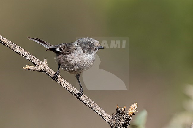 Adult male
Nuevo Leon, Mexico
May 2022 stock-image by Agami/Brian E Small,