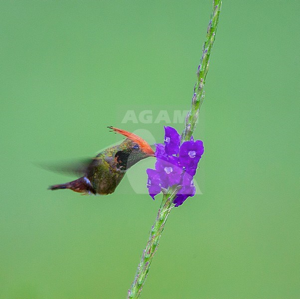 Rufous-crested Coquette (Lophornis delattrei) hovering in front of tropical flower in garden of Amazonia lodge, Manu national park, in the Amazon bassin of Peru. stock-image by Agami/Marc Guyt,