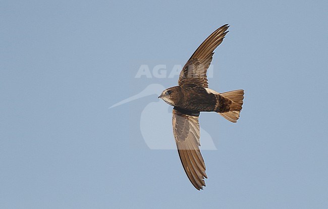 Worn adult Little Swift (Apus affinis) in flight during late summer at Chipiona, Spain. Seen from below. stock-image by Agami/Helge Sorensen,