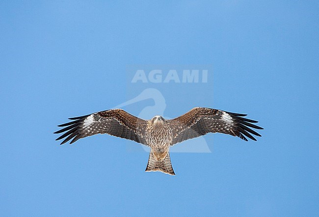 Black-eared Kite (Milvus lineatus) in Japan. Gliding towards the photographer, seen from below. stock-image by Agami/Marc Guyt,