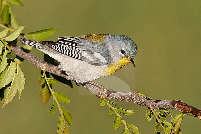 Brilparulazanger, Northern Parula stock-image by Agami/Brian E Small,