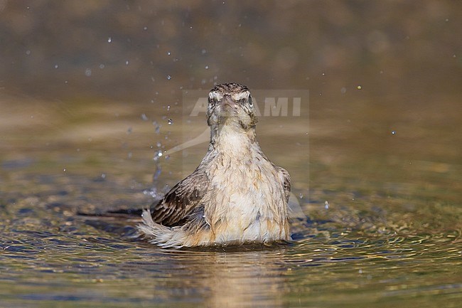  stock-image by Agami/Daniele Occhiato,