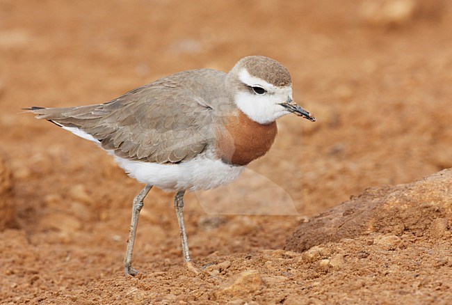 Kaspische Plevier volwassen staand; Caspian Plover adult perched stock-image by Agami/Markus Varesvuo,