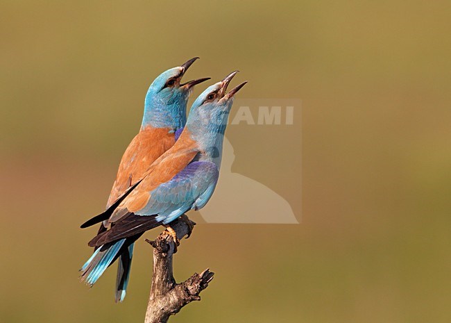 Scharrlaar; European Roller (Coracias garrulus)  Hungary May 2008 stock-image by Agami/Markus Varesvuo / Wild Wonders,