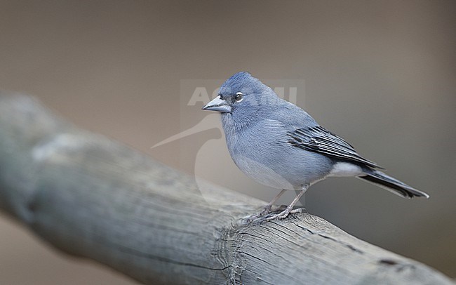 Tenerife Blue Chaffinch (Fringilla teydea) male perched at Tenerife, Canary Islands stock-image by Agami/Helge Sorensen,