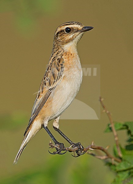 Winchat, Paapje, Saxicola rubetra stock-image by Agami/Alain Ghignone,