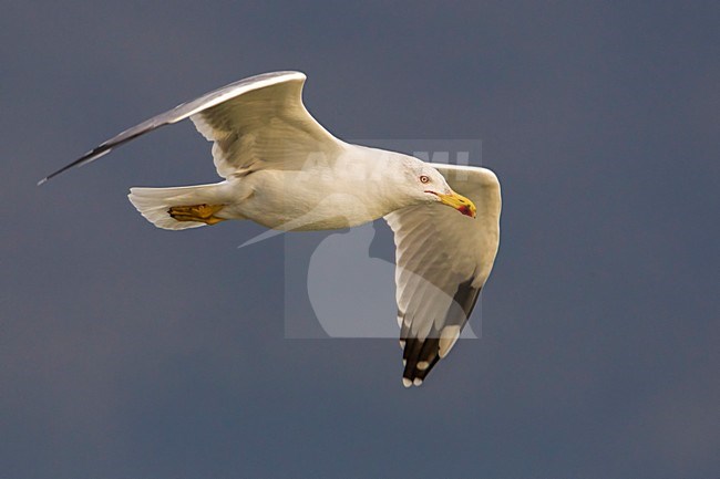 Geelpootmeeuw; Yellow-legged Gull; Larus michahellis stock-image by Agami/Daniele Occhiato,