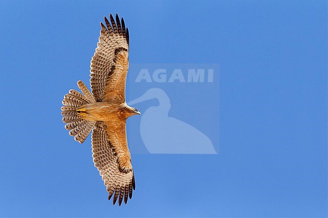 Bonelli's Eagle (Aquila fasciata), juvenile in flight showing underparts stock-image by Agami/Saverio Gatto,