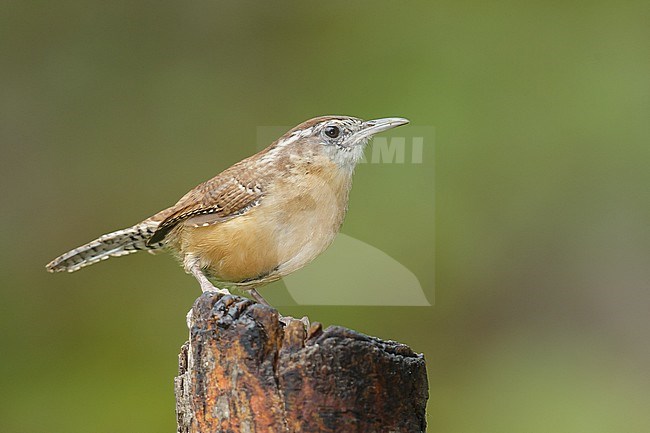 Adult 
Harris Co., TX
September 2014 stock-image by Agami/Brian E Small,