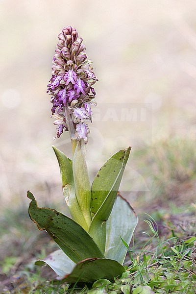 In March 2020, a small population of Himantoglossum robertianum (Giant orchid) was discovered in the dunes near Noordwijk, Province of Zuid-Holland, which is the first record of this species in the Netherlands.  stock-image by Agami/Onno Wildschut,