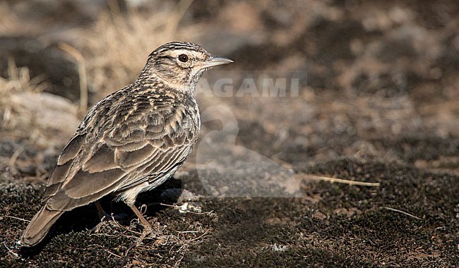 Thekla's Lark (Galerida theklae huei) standing on the ground in the Bale mountains in Ethiopia. Looking over its shoulder. stock-image by Agami/Ian Davies,